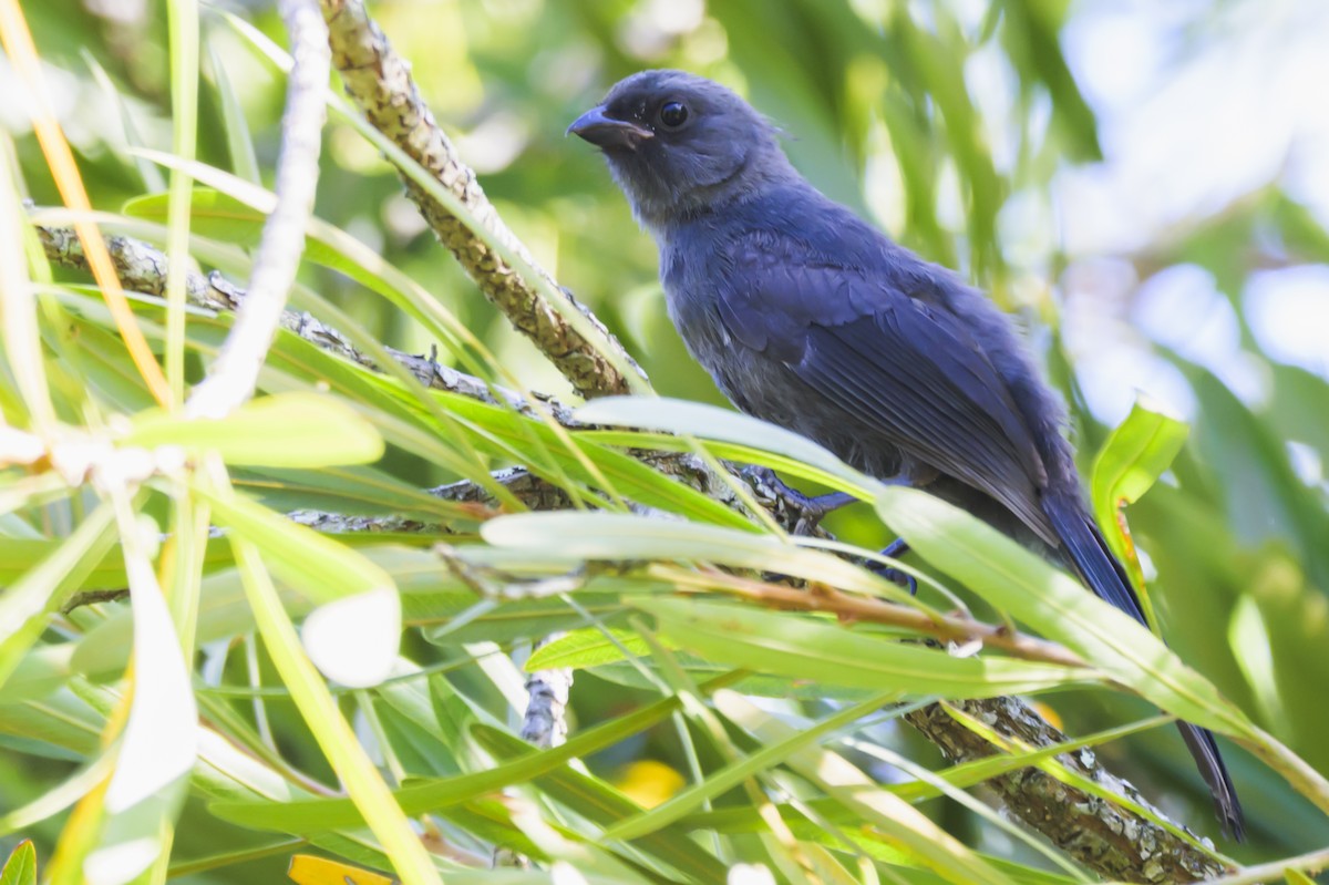 Diademed Tanager - ML647653666