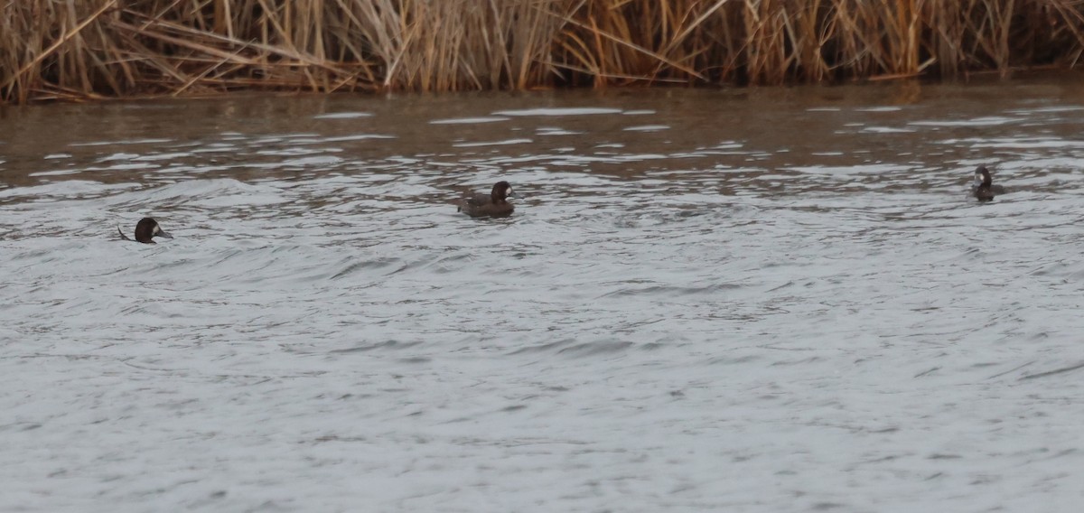 Морская чернеть - ML647653691