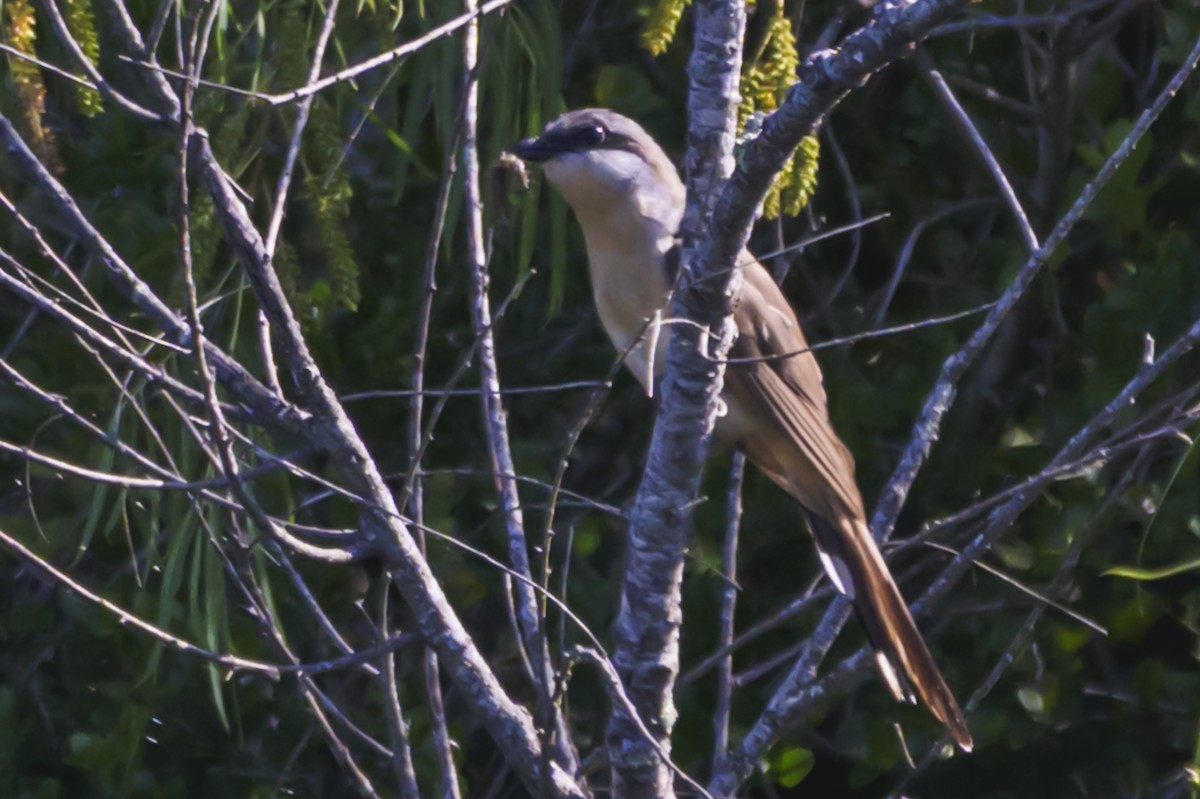 Dark-billed Cuckoo - ML647653694