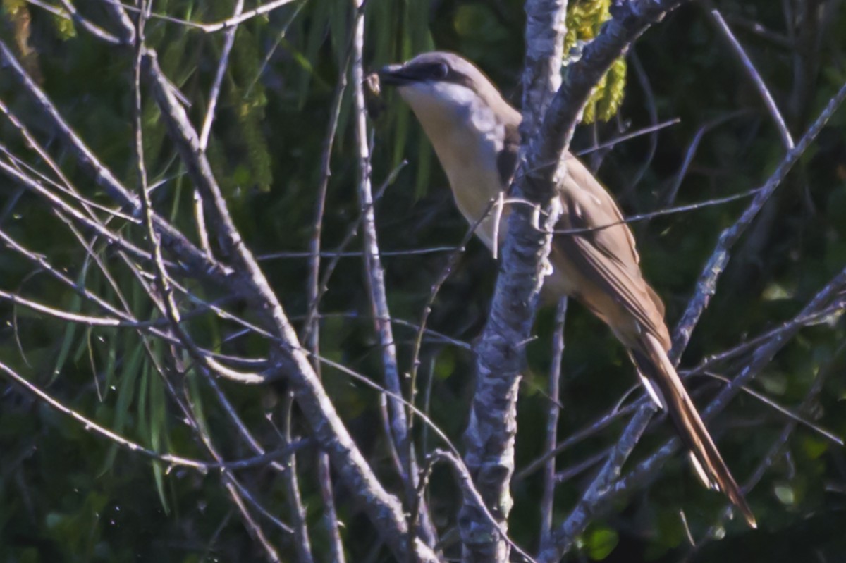 Dark-billed Cuckoo - ML647653695