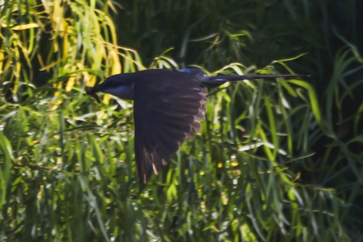 Dark-billed Cuckoo - ML647653696