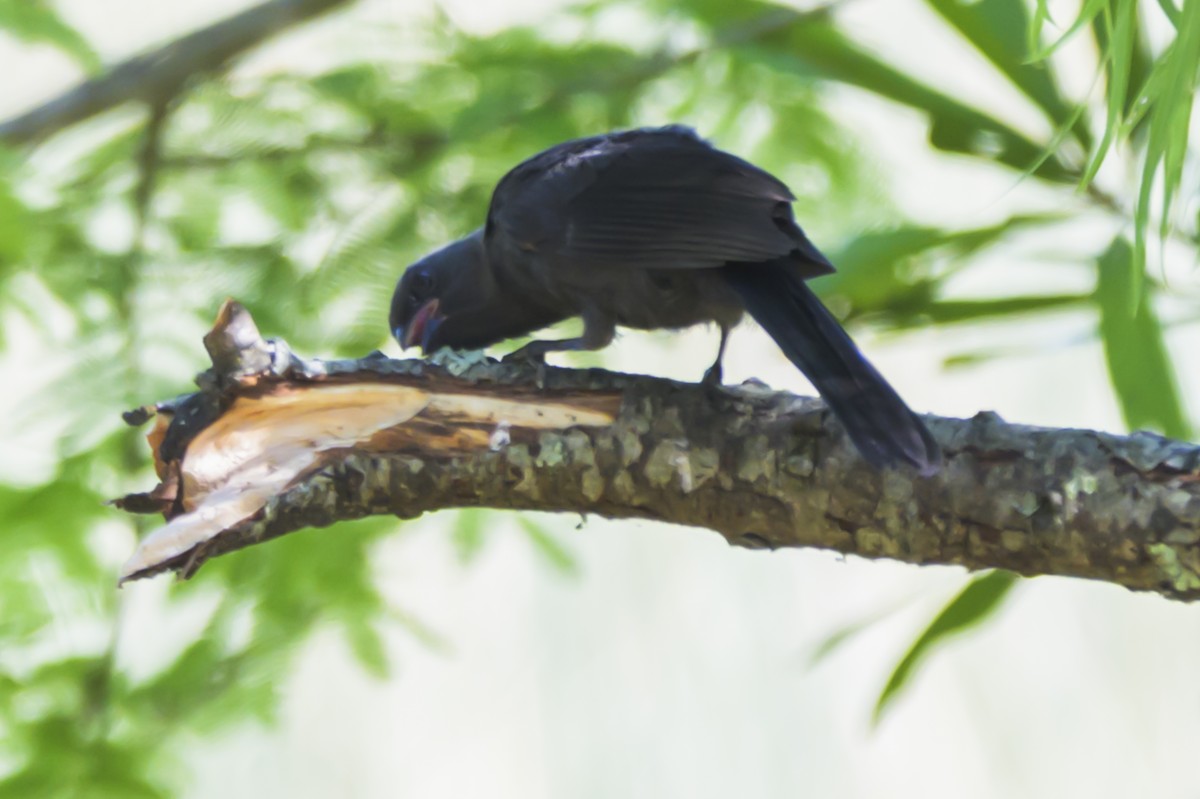 Diademed Tanager - ML647653702