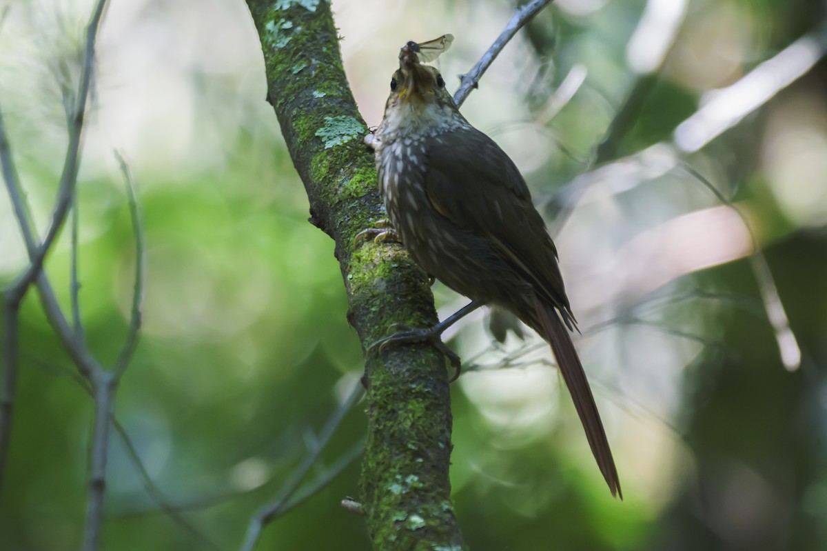 Sarı Kaşlı Yaprakkarıştıran - ML647653742