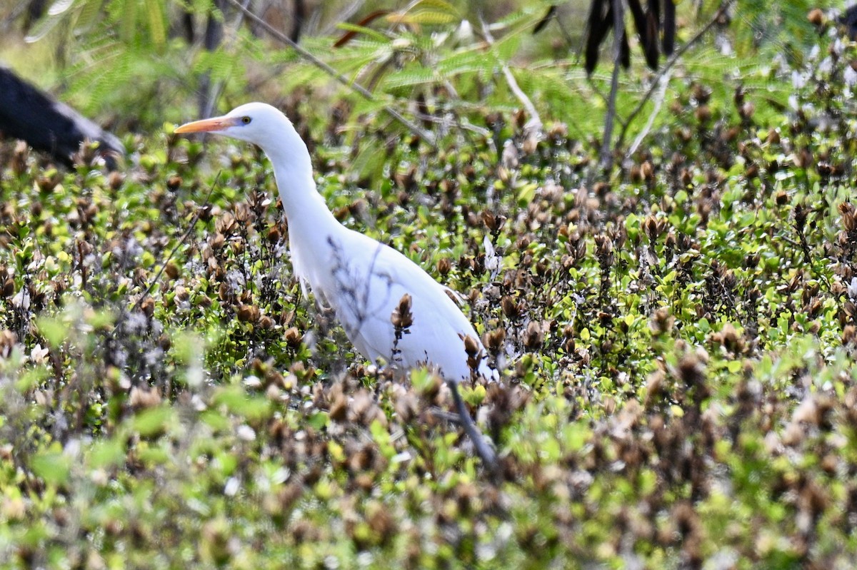 Sığır Balıkçılı - ML647653751