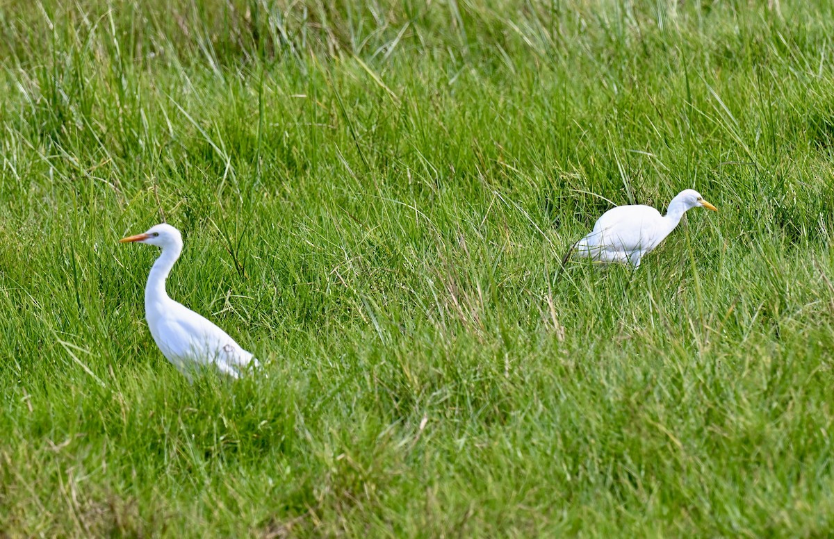 Sığır Balıkçılı - ML647653752