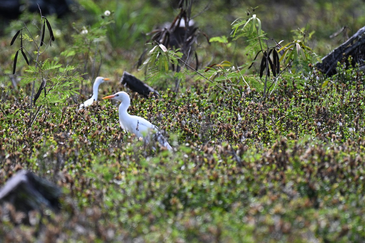 Sığır Balıkçılı - ML647653753
