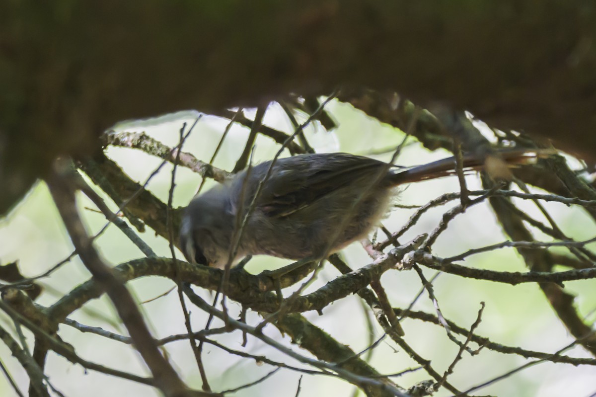 Tepesi Çizgili Dikenkuyruk - ML647653756