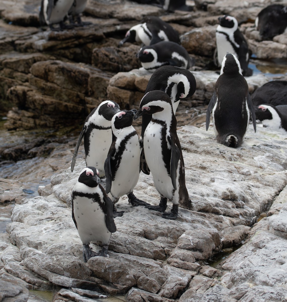 Kap Pengueni - ML647653761