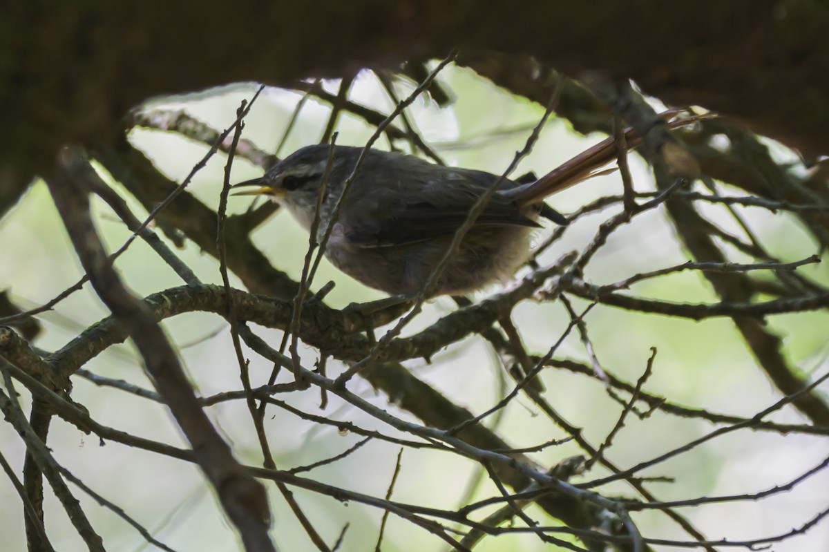 Tepesi Çizgili Dikenkuyruk - ML647653762