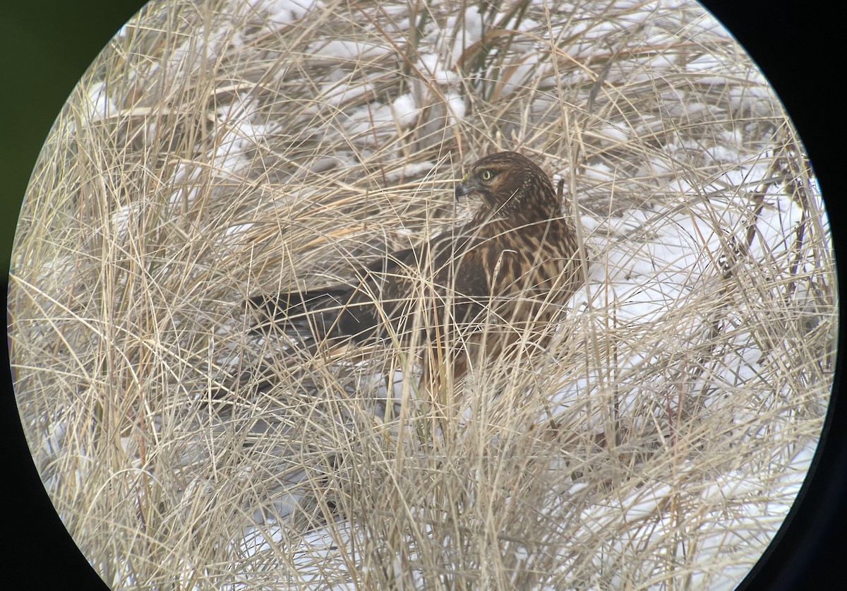 Amerika Delicesi - ML647653763