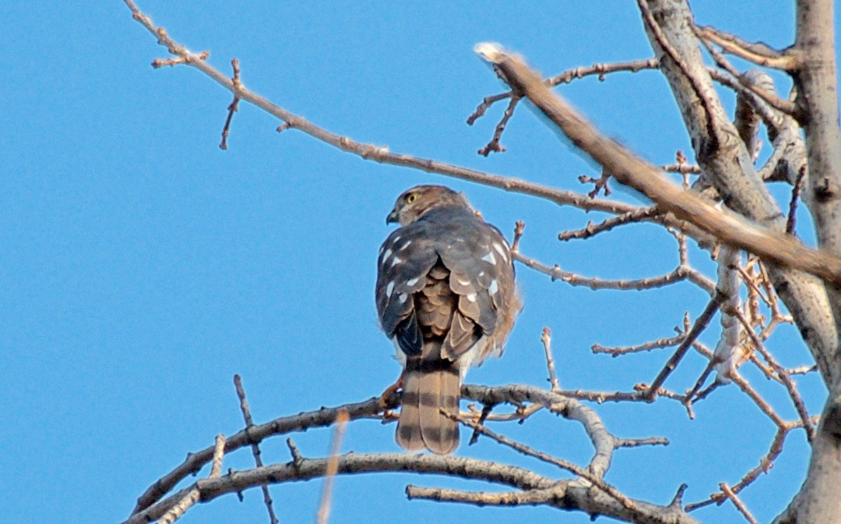 Amerika Atmacası (ventralis) - ML647653764