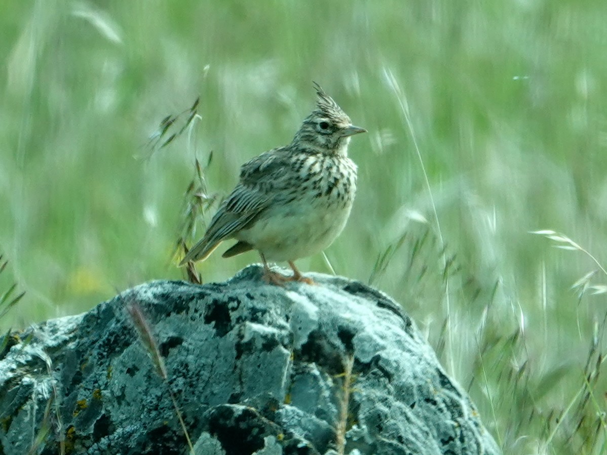 Tepeli Toygar - ML647653765