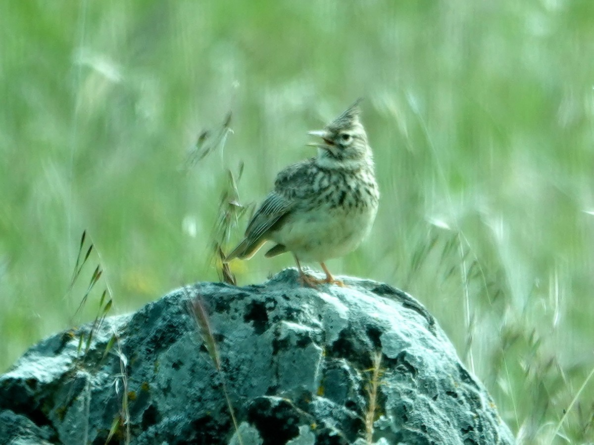 Tepeli Toygar - ML647653766