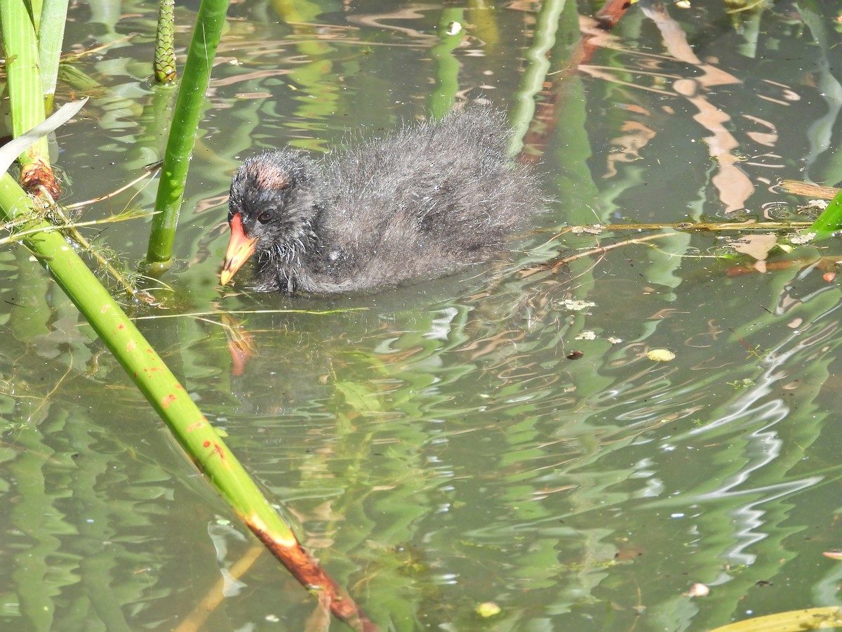 Karaca Sutavuğu - ML647653768