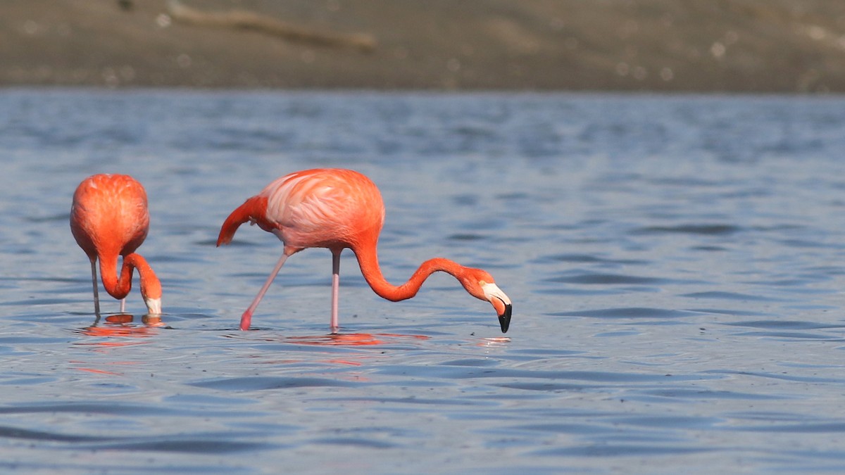 Amerika Flamingosu - ML647653769