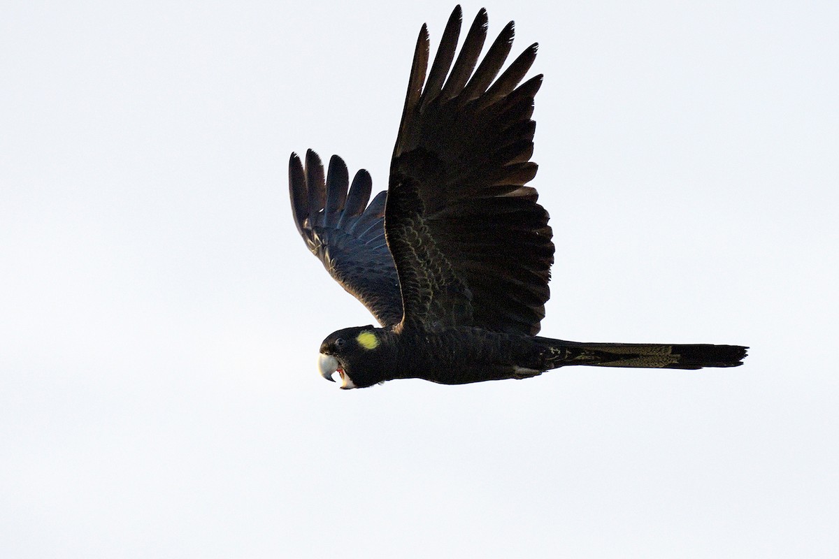 Sarı Kuyruklu Kakadu - ML647653770