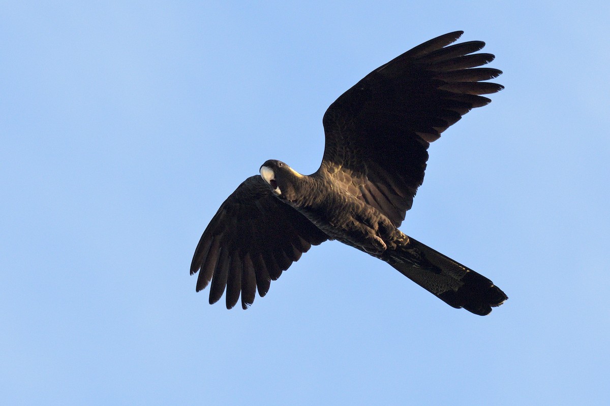 Sarı Kuyruklu Kakadu - ML647653771