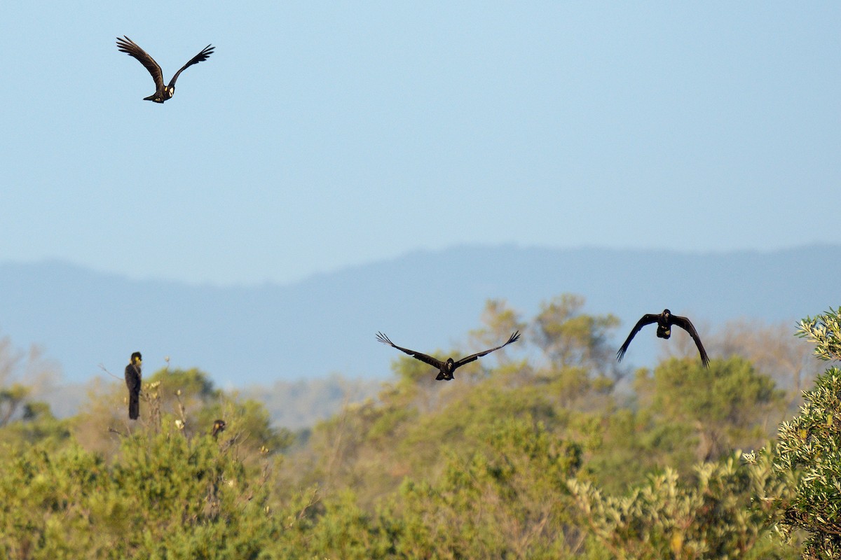 Sarı Kuyruklu Kakadu - ML647653772