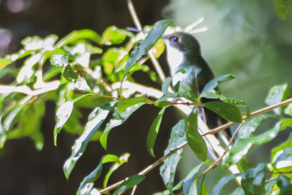 Ak Boğazlı Kolibri - ML647653773