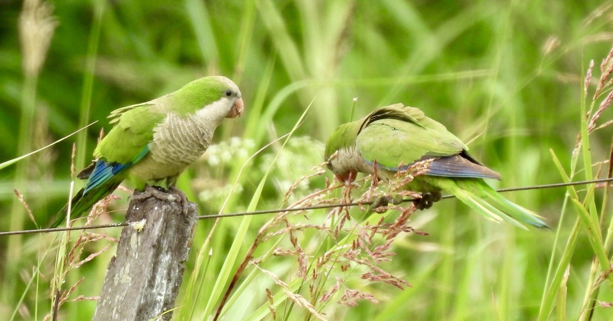 Keşiş Papağanı - ML647653774