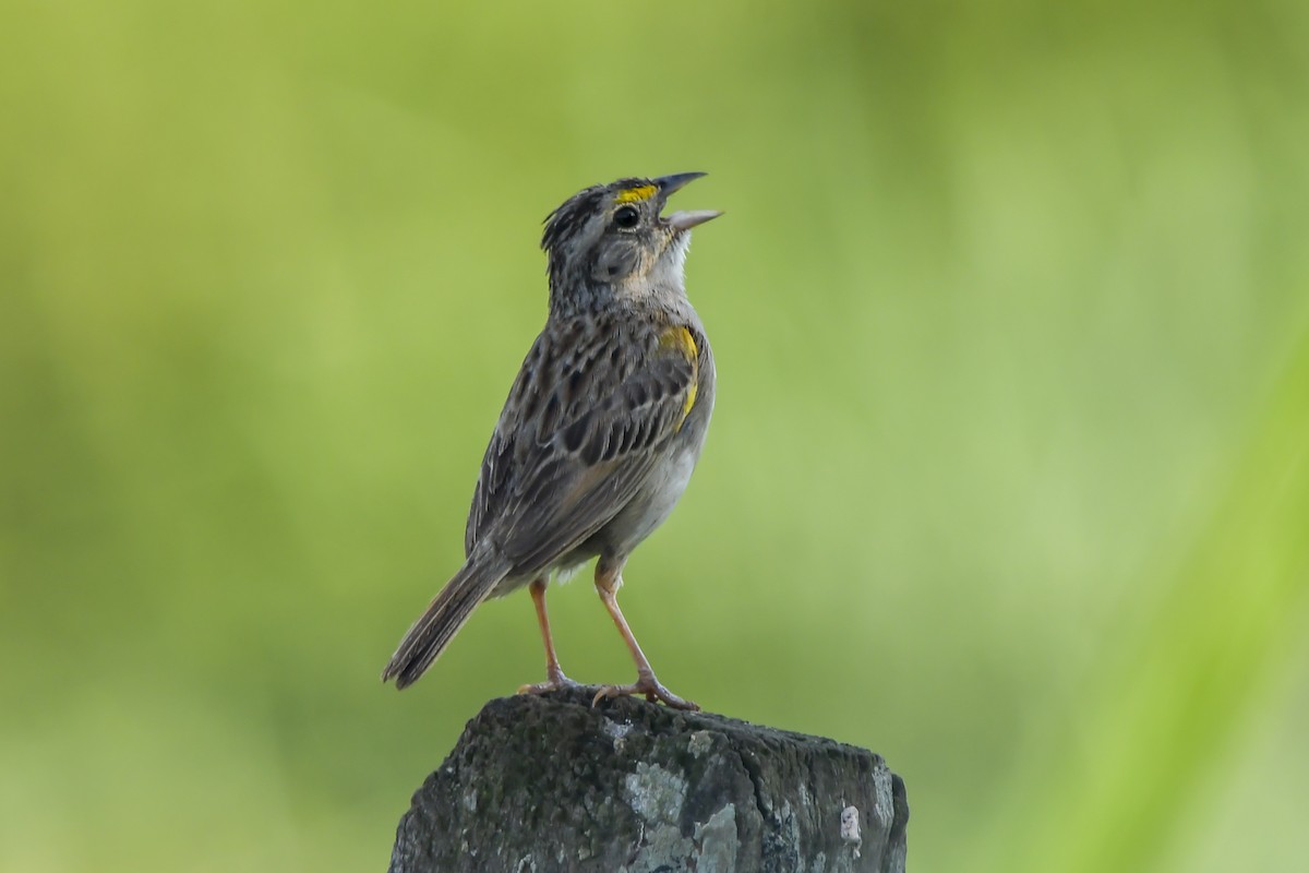 Sarı Omuzlu Çayır Serçesi - ML647653775