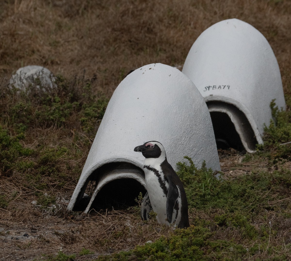 Kap Pengueni - ML647653776