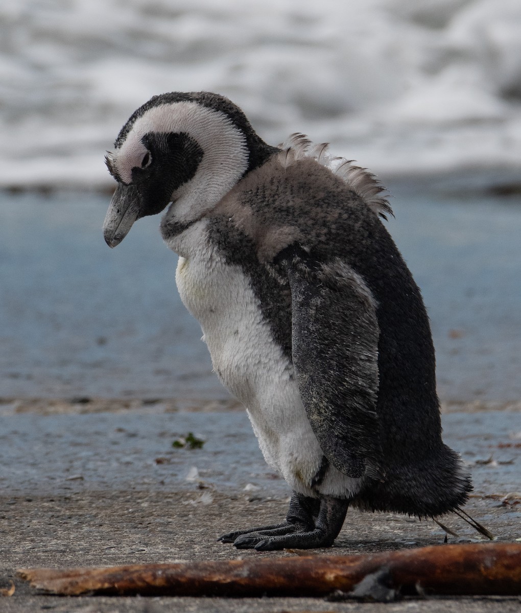 Kap Pengueni - ML647653778