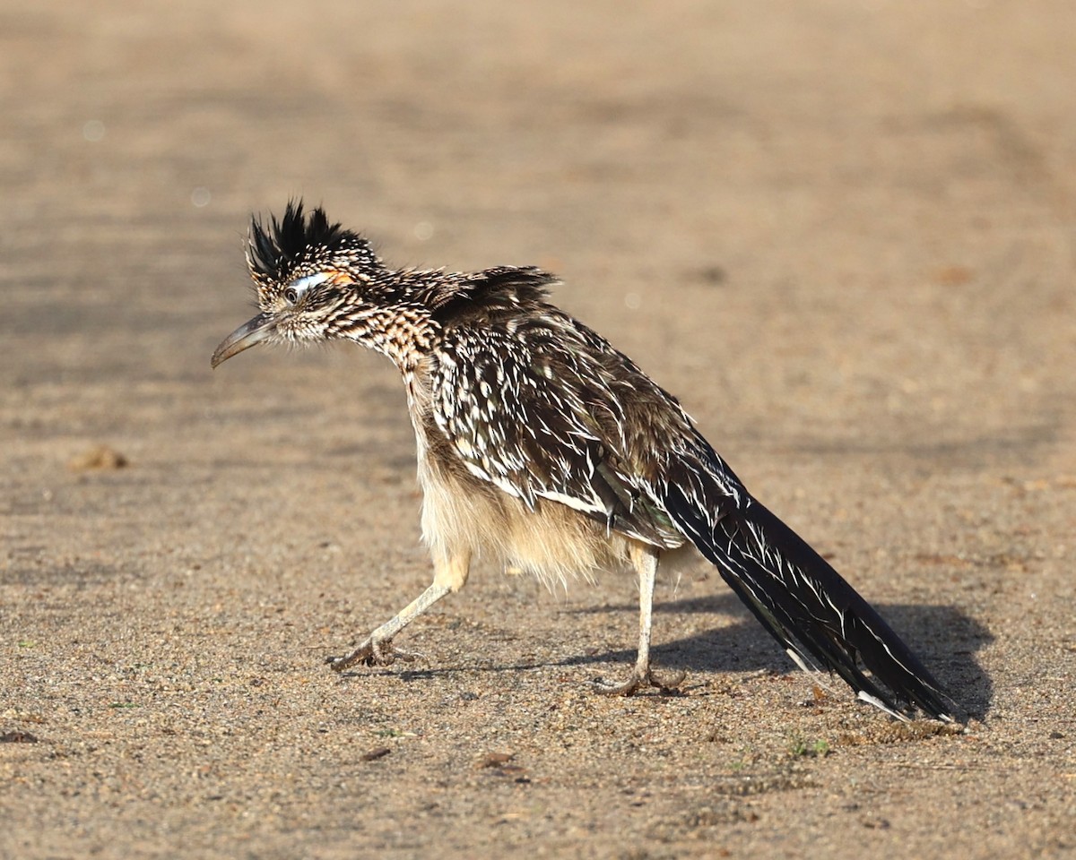 Büyük Yerkoşarı - ML647653779