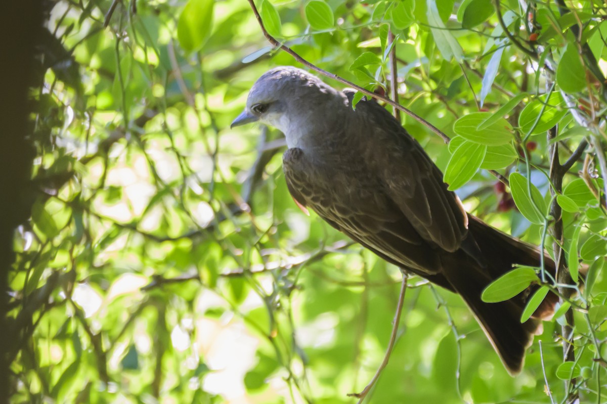 Tropikal Tiran - ML647653780