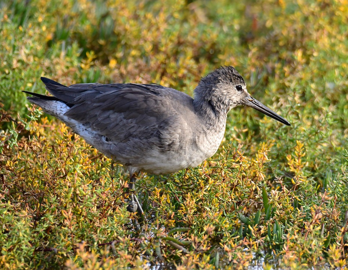 Karlı Cılıbıt - ML647653781