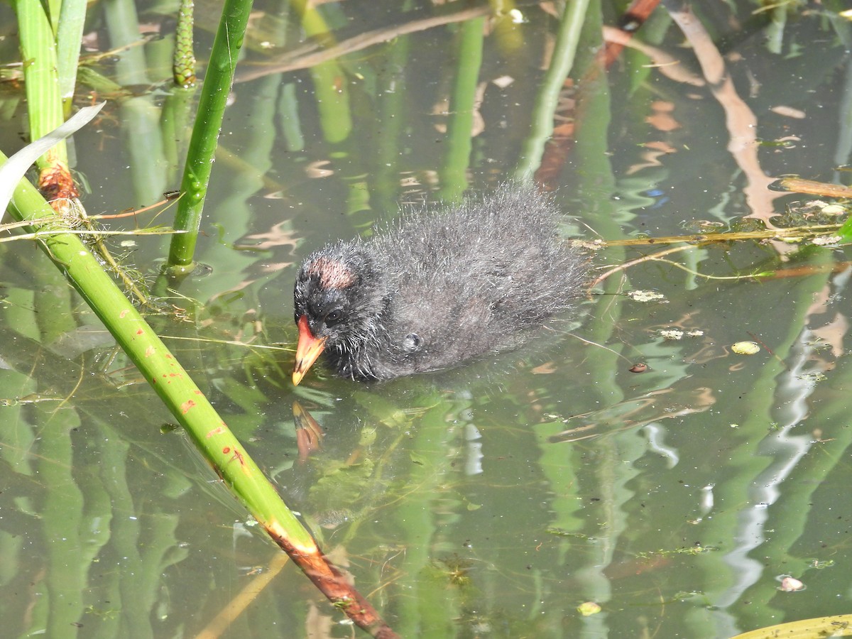 Karaca Sutavuğu - ML647653784