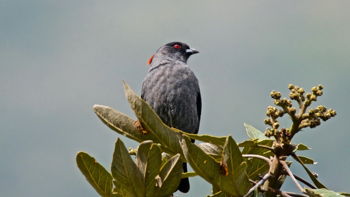 Kızıl Taçlı Kotinga - ML647653785