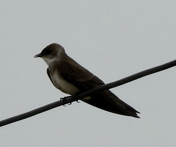 Büyük Kahverengi Kırlangıç - ML647653786