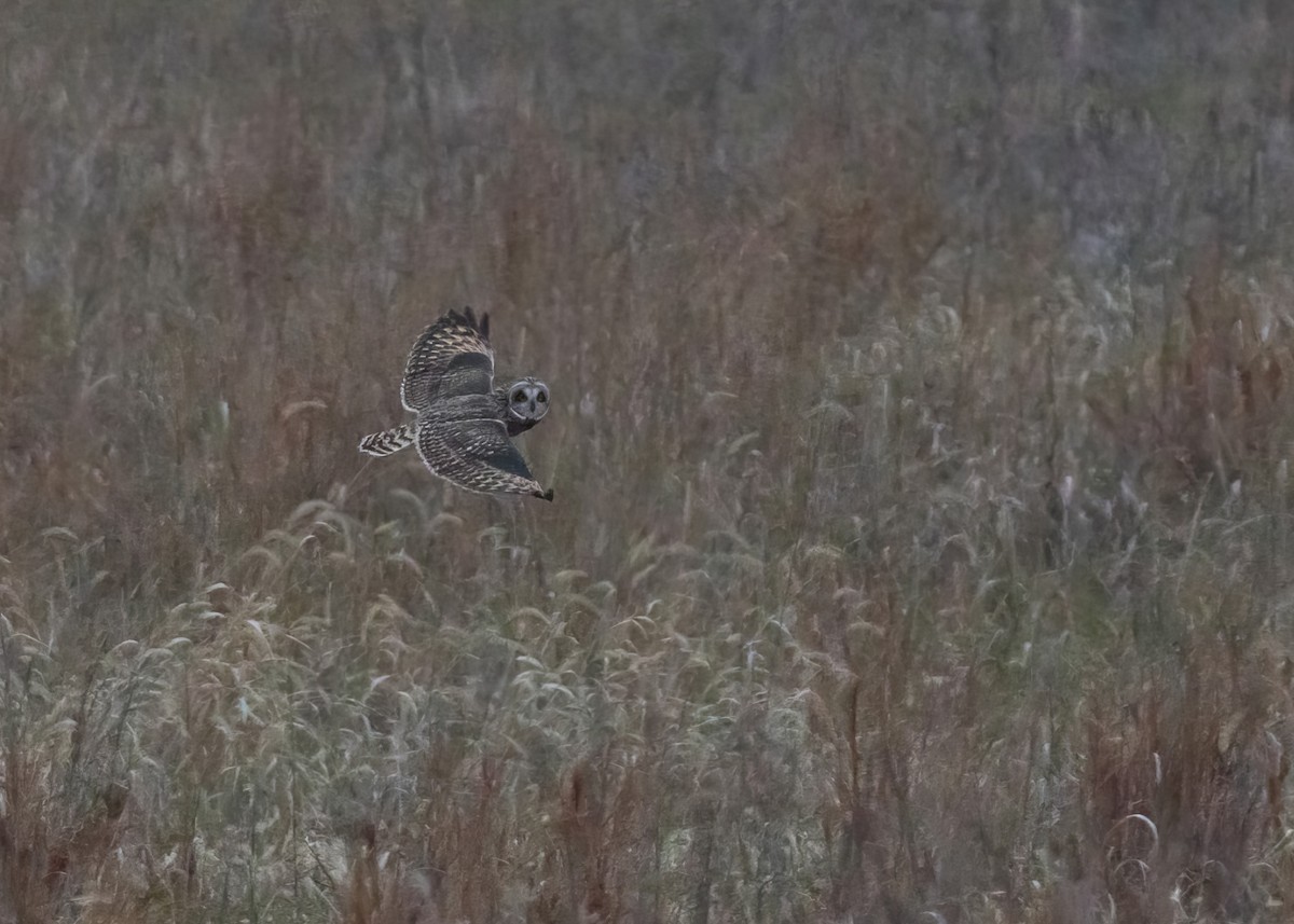 Kır Baykuşu - ML647653792