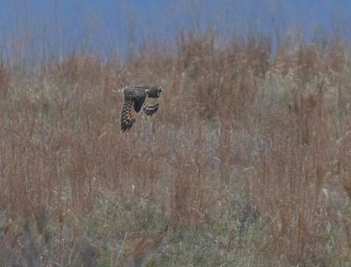 Kır Baykuşu - ML647653793