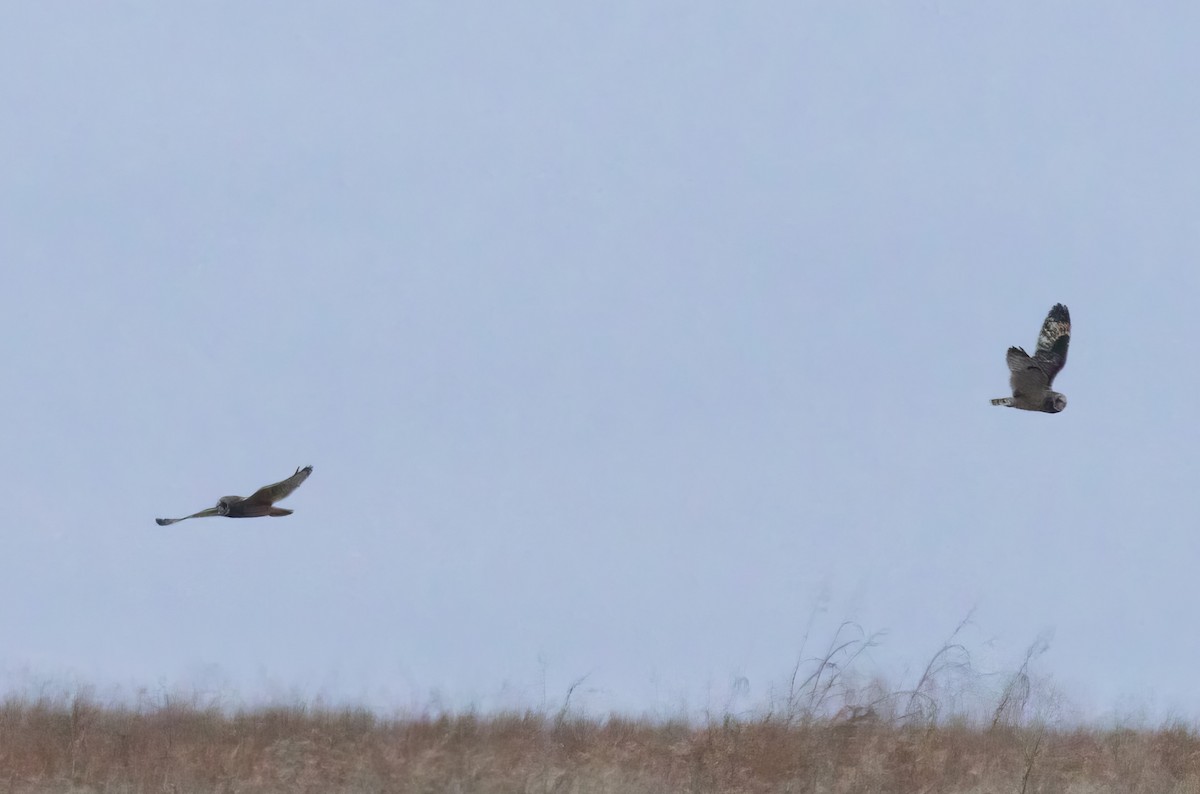 Kır Baykuşu - ML647653794