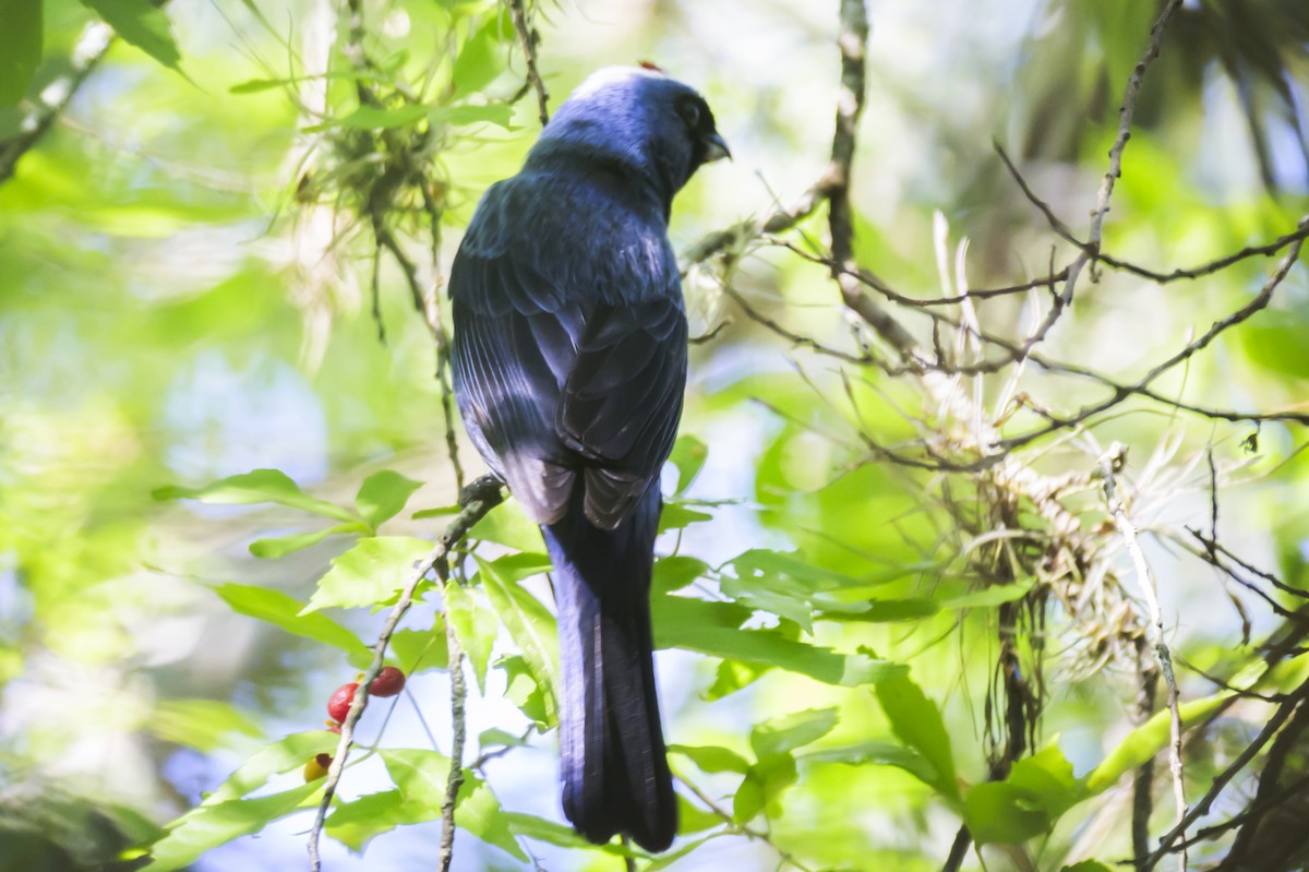 Diademed Tanager - ML647653811