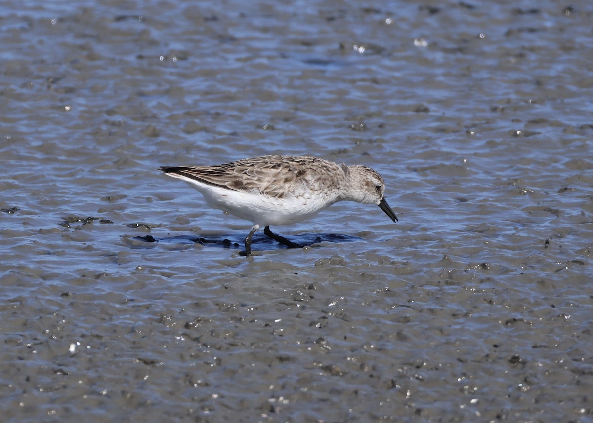 Semipalmated Sandpiper - ML647653843