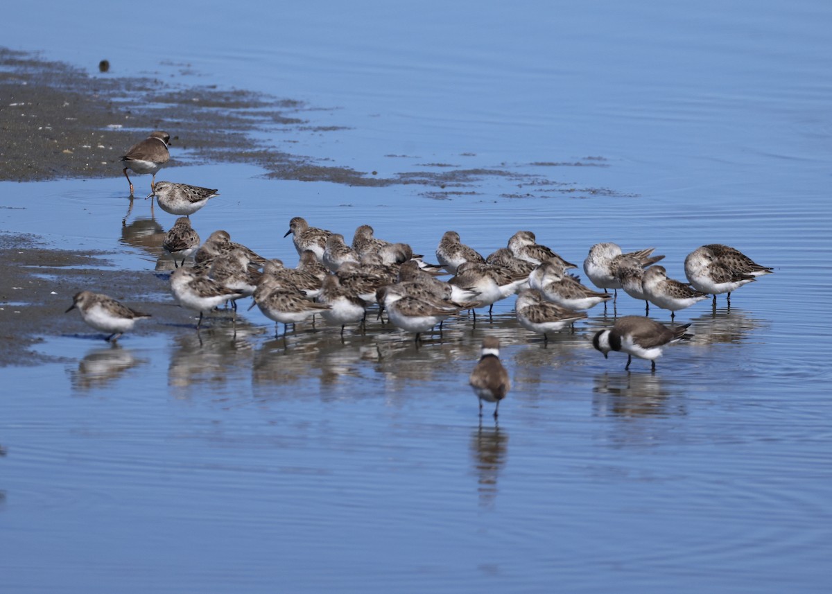 Semipalmated Sandpiper - ML647653854