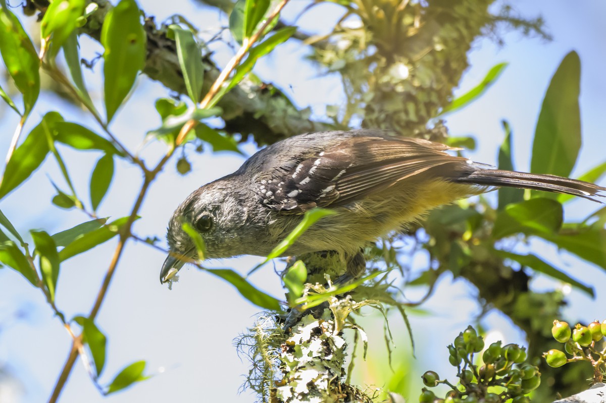 Variable Antshrike - ML647653855