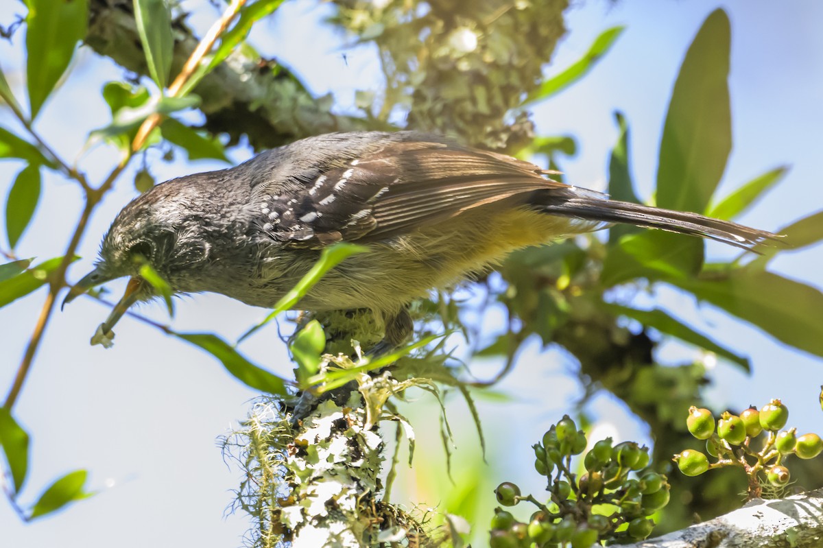 Variable Antshrike - ML647653856