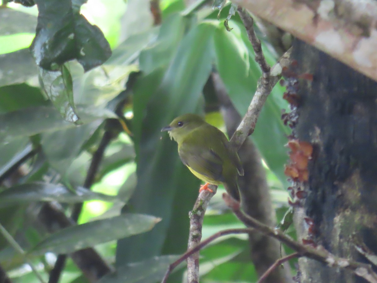 White-collared Manakin - ML647653867