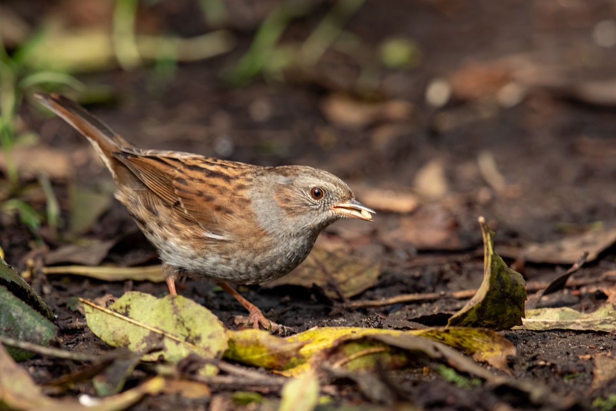 Accenteur mouchet - ML647653879