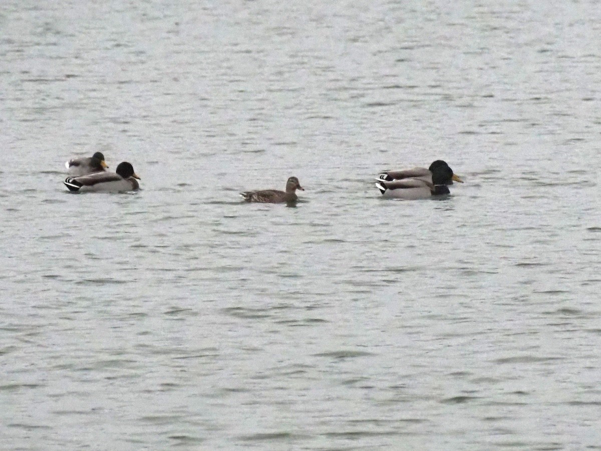 Canard chipeau - ML647653887