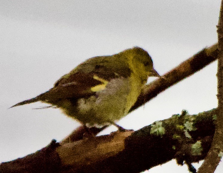 Hooded Siskin - ML647653908