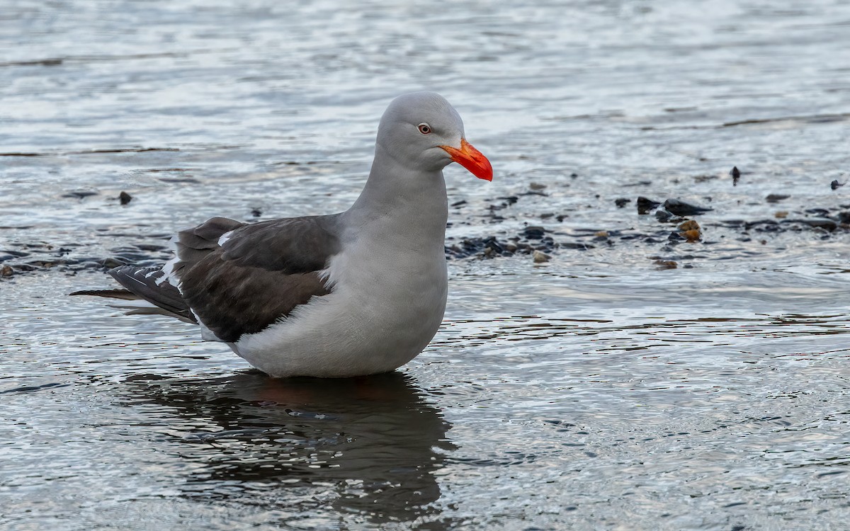 Dolphin Gull - ML647653958