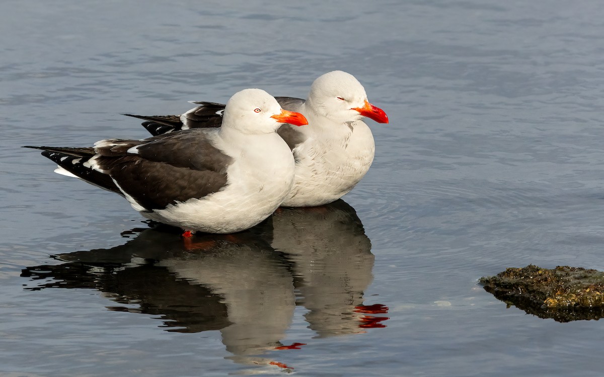 Dolphin Gull - ML647653959