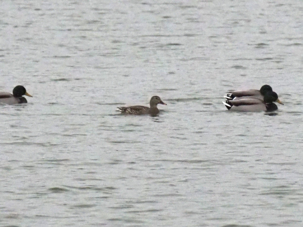 Canard chipeau - ML647653965