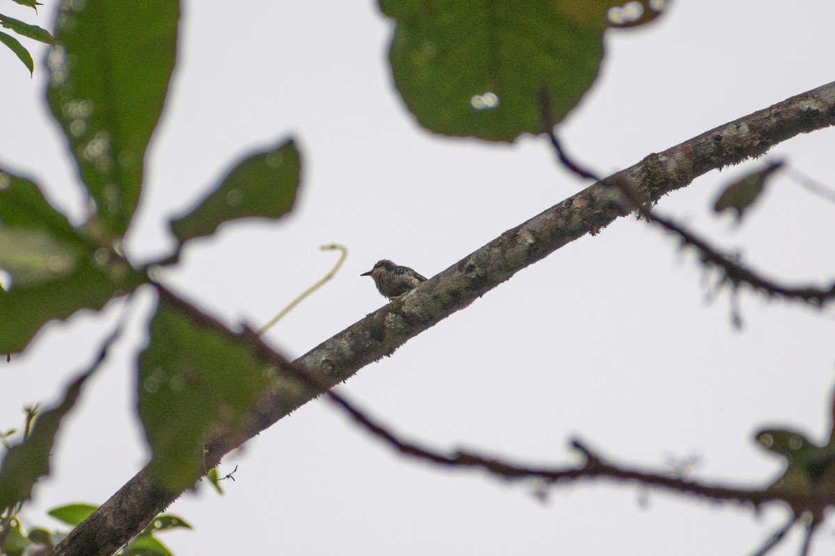 Pacific Antwren - ML647653980