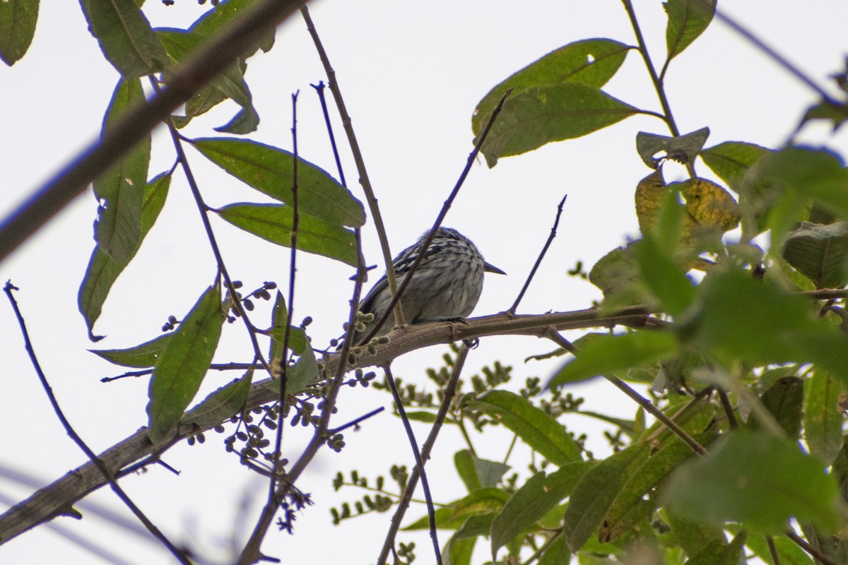 Pacific Antwren - ML647653981